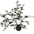 Modern Minimalist Textured Gray Vase with Green Leaves and Berries Branches