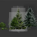 Diverse Green Plants Including Tall Pine Trees and Small Lush Foliage of Various Sizes