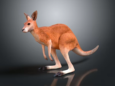 Orange Brown Fur Kangaroo Standing in Realistic Posture with Long Tail on Gray Background 3d model