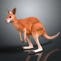 Orange Brown Fur Kangaroo Standing in Realistic Posture with Long Tail on Gray Background