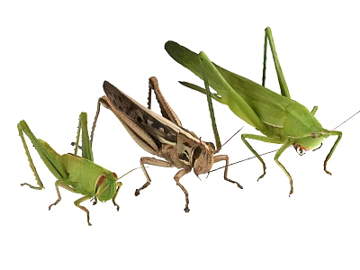 Three Different Colored Grasshoppers As Flying Insects With Various Sizes And Body Details 3d model