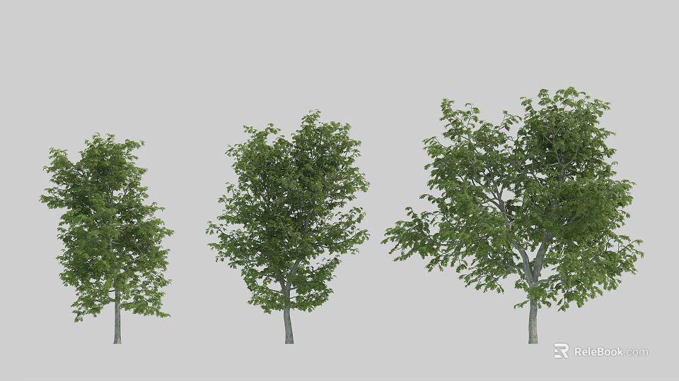 Three Arbor Trees Showcasing Different Sizes Shapes Green Leaves and Trunks 3d model
