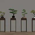 Bonsai Plants Display On Wooden Stands Against Light Wall And Wooden Floor
