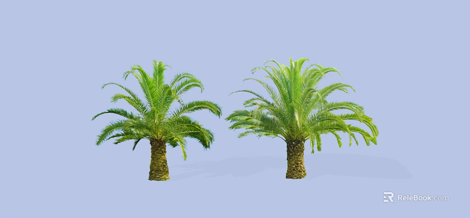 Two Palm Trees with Sturdy Trunks and Lush Fronds Against Light Blue Background 3d model 
