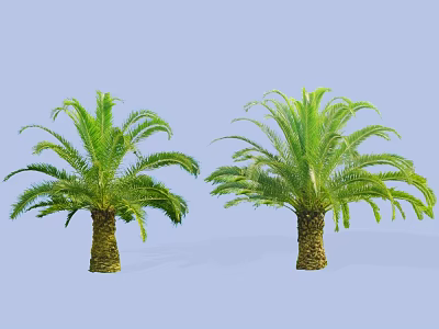Two Palm Trees with Sturdy Trunks and Lush Fronds Against Light Blue Background 3d model