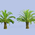 Two Palm Trees with Sturdy Trunks and Lush Fronds Against Light Blue Background