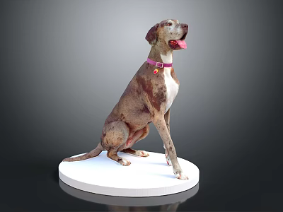 Sitting Dog With Pink Collar And Tag On White Circular Base Against Grey Background 3d model