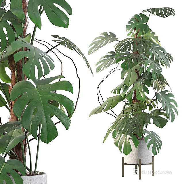 Bonsai Potted Plants With Large Green Leaves And White Ceramic Pot For Indoor Decor 3d model 