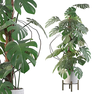 Bonsai Potted Plants With Large Green Leaves And White Ceramic Pot For Indoor Decor 3d model