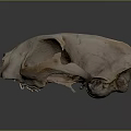 Medical Device Anatomical Skull Model With Detailed Bone Structure for Educational Training And Research