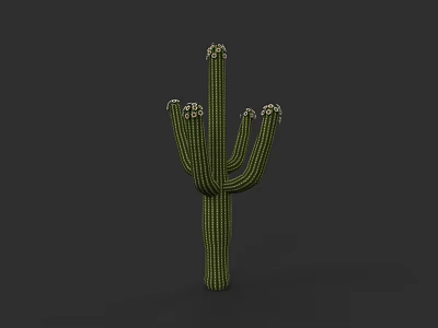 Plant Painting Of Green Branched Cactus With White Blooms On Dark Background 3d model