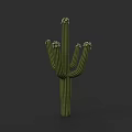 Plant Painting Of Green Branched Cactus With White Blooms On Dark Background