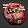 Anatomical Human Heart Organ Model With Detailed Red And Blue Blood Vessels Structure