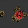 Unique Plant Featuring Red Yellow Flower Green Stem And Small Pineapple Like Structures With Buds