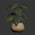Monstera Plant With Large Green Leaves In Golden Textured Pot On Shiny Surface