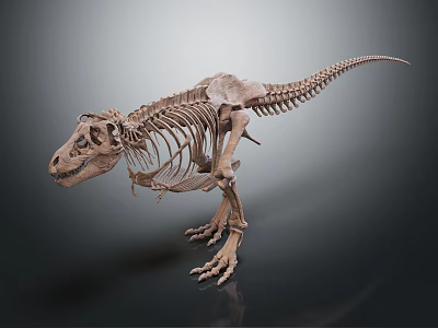 Prehistoric Dinosaur Skeleton Fossil Display With Scientific Exhibition Features 3d model