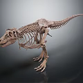Prehistoric Dinosaur Skeleton Fossil Display With Scientific Exhibition Features