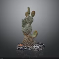 Artistic Colorful Cactus Plant With Multiple Branches And Decorative Stones Base