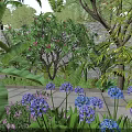Lush Tropical Garden With Blue Flowers Purple Blooms And Large Green Leaves
