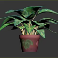 Vibrant Green Potted Plant With Light Green Leaves In Red Decorative Pot