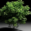 Lush Green Shrub With Dense Foliage On Black Background And Gray Ground