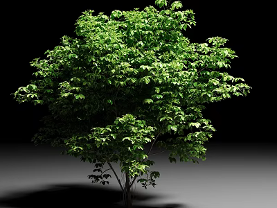 Lush Green Shrub With Dense Foliage On Black Background And Gray Ground 3d model