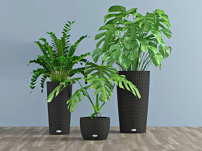 Lush Green Potted Plants In Black Woven Pots Against Light Blue Wall And Wooden Floor 3d model