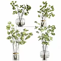 Transparent Glass Vases With Gold Trim And Green Leafy Plants On Display Shelf