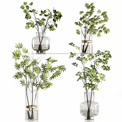 Transparent Glass Vases With Gold Trim And Green Leafy Plants On Display Shelf 3d model