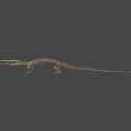 Detailed Crocodile Skeleton Full Body Display On Gray Background 3d model