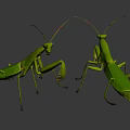 Two Green Mantises Standing on Black Background with Clear Body Details