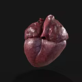 Human Heart As Chest Organ 3D Rendering With Anatomical Structure And Vascular Details