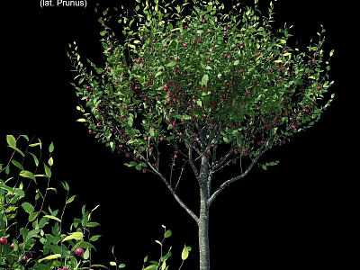 Ornamental Decor Combination With Green Leaves Red Berries And Small Shrubs For Indoor 3d model