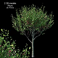Ornamental Decor Combination With Green Leaves Red Berries And Small Shrubs For Indoor