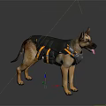 German Shepherd Dog Wearing Black And Orange Harness Standing On White Background