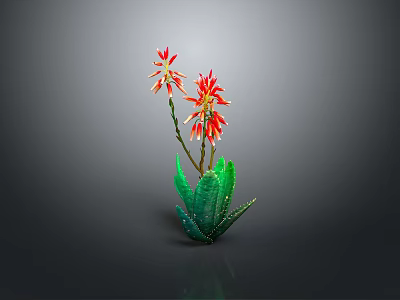 Green Aloe Plant With Red Flowers Blooming On Gray Studio Background 3d model