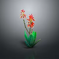 Green Aloe Plant With Red Flowers Blooming On Gray Studio Background