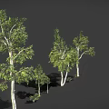 Various Sizes of Trees with White Trunks and Green Leaves on Dark Background