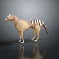 3D Rendered Thylacine Model With Striped Tail Standing On Gray Background With Reflection