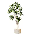 Bonsai Potted Plant With Green Leaves And Branchy Trunk In Ceramic Pot