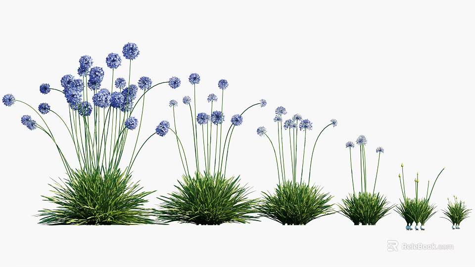 Blue Spherical Flowers With Slender Stems And Green Grass Like Leaves 3d model 