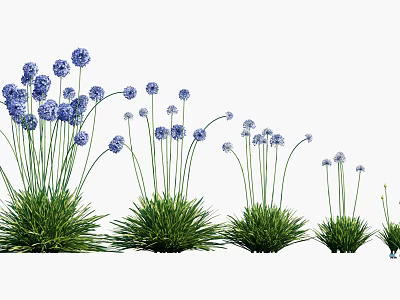 Blue Spherical Flowers With Slender Stems And Green Grass Like Leaves 3d model