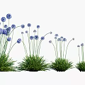 Blue Spherical Flowers With Slender Stems And Green Grass Like Leaves