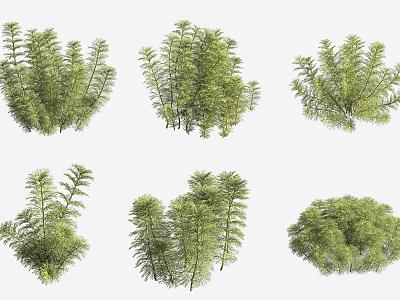 Big Pagoda Grass Aquatic Plants 3d model