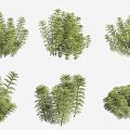 Big Pagoda Grass Aquatic Plants 3d model