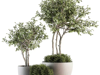 Indoor Decorative Bonsai Olive Trees in White Pots with Various Sizes and Green Foliage 3d model