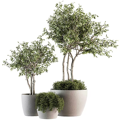 Indoor Decorative Bonsai Olive Trees in White Pots with Various Sizes and Green Foliage 3d model