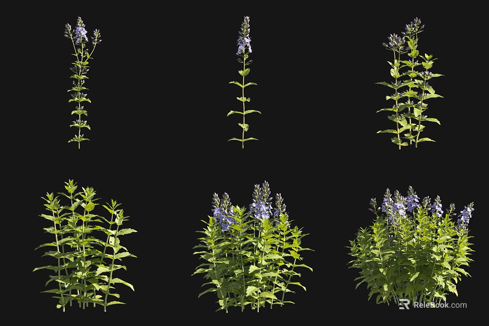 Stunning Purple Flower Plants With Green Leaves And Lush Botanical Growth 3d model 