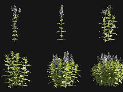 Stunning Purple Flower Plants With Green Leaves And Lush Botanical Growth 3d model