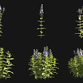 Stunning Purple Flower Plants With Green Leaves And Lush Botanical Growth